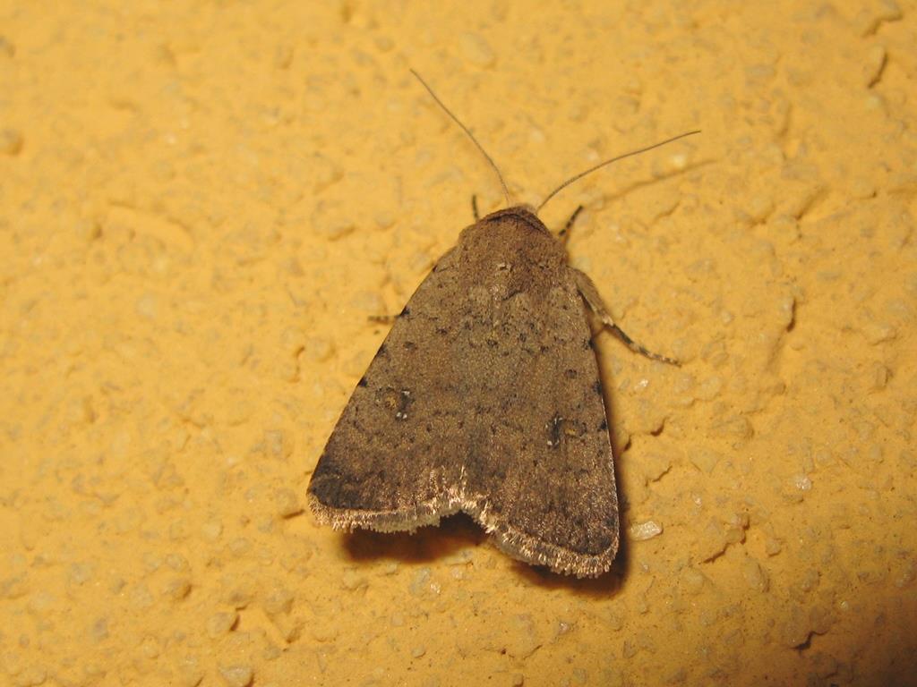 Noctuidae - Caradrina cf. (Paradrina) clavipalpis